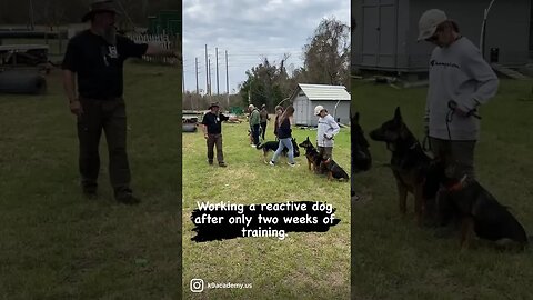 Working with a reactive dog after only two classes