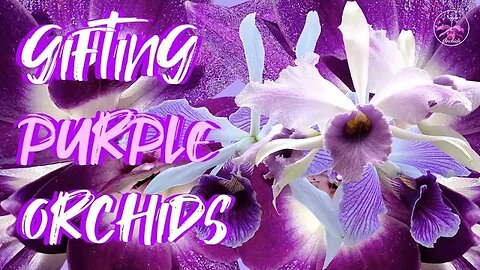 Gifting Orchids BUT the RIGHT Way | A Message within a Message Orchid Blooms & COLOR #ninjaorchids