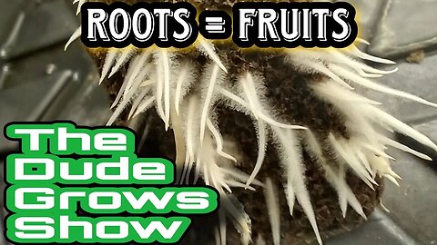 Boost Cannabis Yields with These Vegetative Growth Tips - The Dude Grows Show 1,445