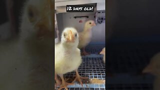 Baby Chick Update- Day 12! #chicken #chickentractor #backyardchicken #iamwatchingyou #chicks #shorts