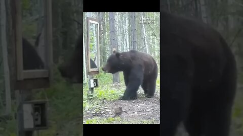 Giant Bear Sees Himself in the Mirror for the First Time