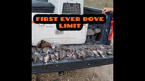 First Dove Limit Hunting Dog Retriever White Wing Fields Brownsville Texas Black Lab