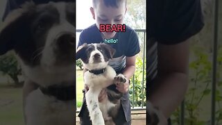 Simple Training With Our CHEEKY PUPPIES!! 🐶😂 #3smellykids #farmlife #bordercollie #englishpointer