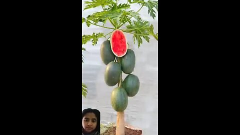 How to Grow Papaya tree and watermelon, grow Papaya with Watermelon tree, funny technique #grow