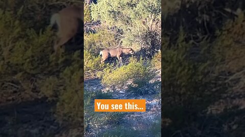 The moments you live for. Big Mule Deer Buck #muledeer #deerhunting