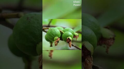 What to do to get more guavas from the tree? | अमरुद का साईज कैसें बढ़ता है ? Kheti Power