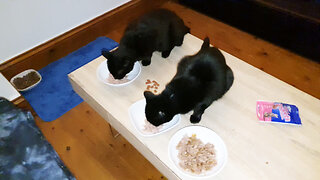 Meal time for this adorable kittens