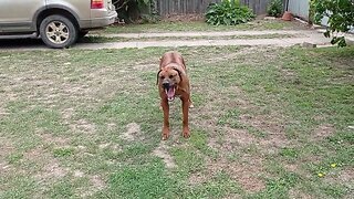 Disputing Senseless Commands - Typical Rhodesian Ridgeback