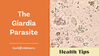 The Giardia Parasite by Dr. Karen Becker