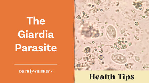 The Giardia Parasite by Dr. Karen Becker