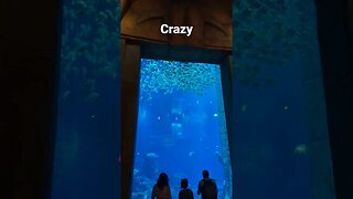 worlds biggest aquarium #shorts #short #travel #dubai #dubailife #sea #aquarium #fish #shark #views