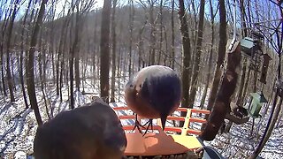 BirdKiss AI Smart Bird Feeder Video Example - Bluebirds