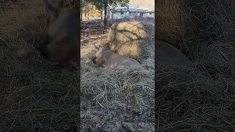 🛌Pig Cozy in her Bed @UncleTimsFarm #kärnəvór