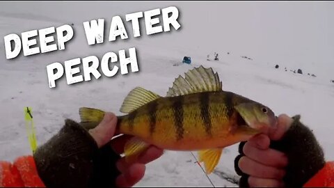 Ice Fishing Deep Water Perch, Lake Mendota Perch