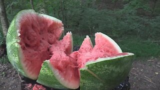 What Is the Best Caliber for Exploding Watermelons?