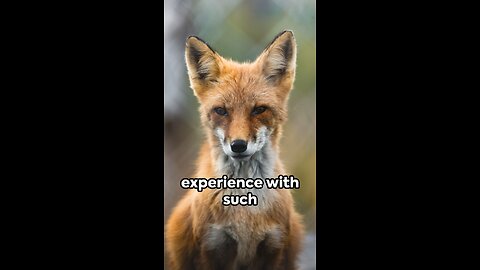 Foxes' 🦊 Beauty: A Heartfelt Unveiling