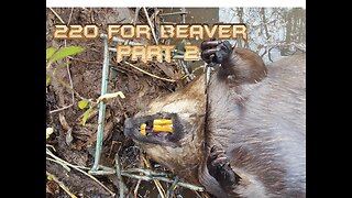 220 For Beaver Part 2