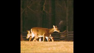 Deer at Chickamauga Battlefield