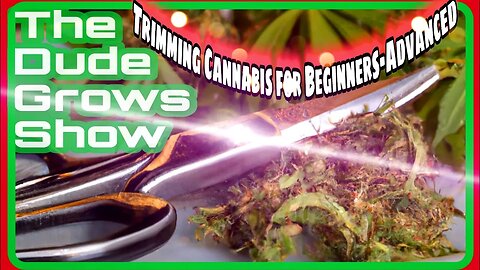 Guide to Trimming Your Cannabis for Optimal Results - The Dude Grows Show 1,442