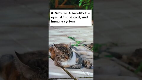 10 most important nutrients for cats