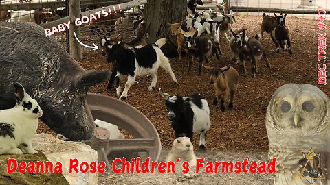 The Running of the Goats!!! | Deanna Rose Children's Farmstead | BEC TREK Episode 47