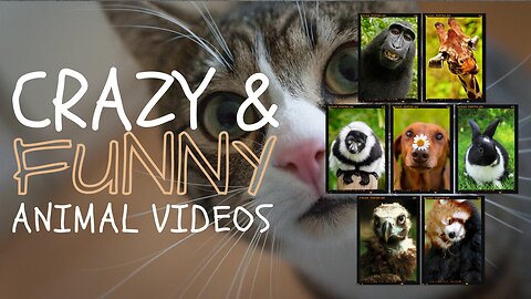 Funniest Cats and Dogs 🐶🐱 | Funny Animal Videos Part 4
