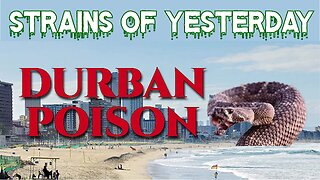 Strains of Yesterday : Durban Poison