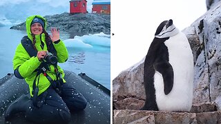 Travel blogger makes the cutest video of animals in Antarctica
