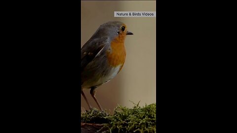 natural birds video nice sound please like share and comments