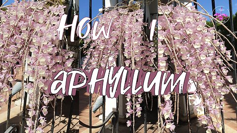Dendrobium aphyllum Fertilizer & Supplements Complete Guide | Mounts & Pots #ninjaorchids