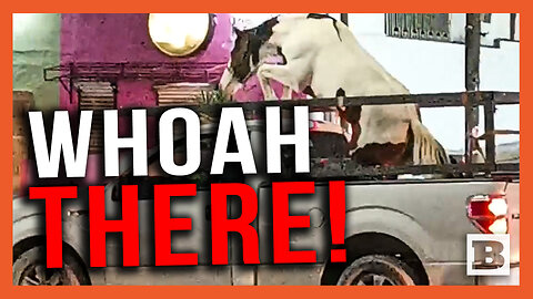 Scared Horse Crushes Windows Climbing Out of Truck Bed, Runs Loose Through Street