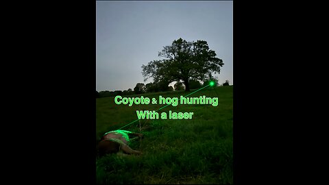 Coyote and hog hunting with the assistance of a laser