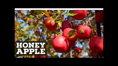 Awesome Honey Apple Farming and Harvest - Most Expensive Apple - Japan Agriculture Technology