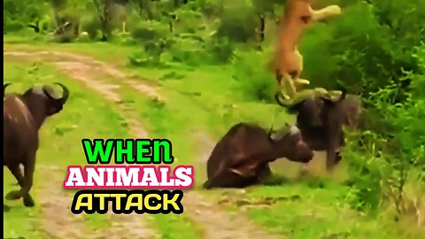 When Wild Animals Attack|