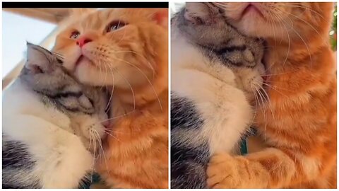 A Love Story: Watch Couple Cats Spend Time Together
