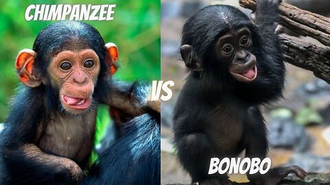 "Mind-Blowing Differences: Bonobo vs Chimpanzee - Which One Will Surprise You?"
