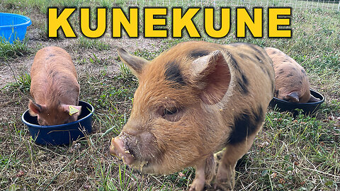 Our New KuneKune Piglets