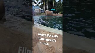 Flipper Seemed A Little Unenthusiastic Today...