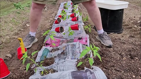 Planting Pepper trying Newspaper as a weed deterrent