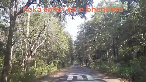 koka bhandara, Koka Wildlife Sanctuary | Nagzira | Navegaon