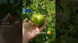 UMAGA MICRO GREENS (DAILY HARVEST)