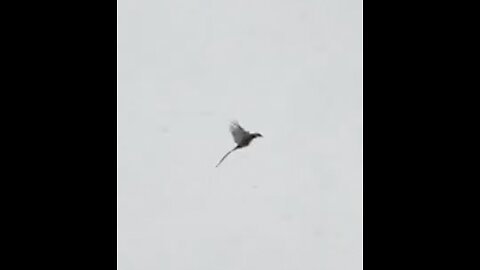 Pheasant Hunting: Passing shot at a rooster