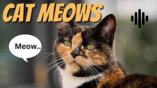 Cat Meows sound.