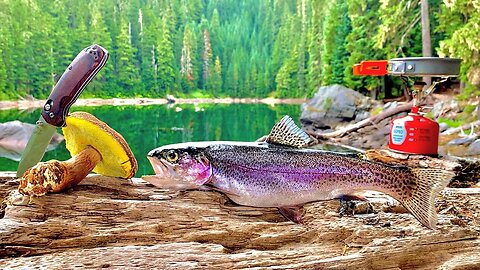 WILD Mountain Trout Fishing & Mushroom Foraging! 72H SOLO Catch, Cook, Camp!!!