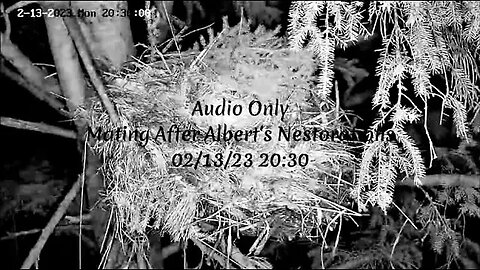Audio Only-Mating After Albert's Nestorations 🦉 02/13/23 20:30