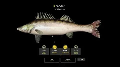 Russian Fishing 4 Ladoga Archipelago Zander 4 . 715 Kg