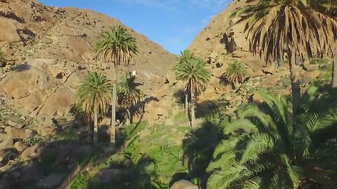 aerial beautiful green oasis with palm trees in rocky canyon SBV 301934956 HD