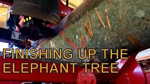 GET THE PITH OUT! FINISHING UP THE ELEPHANT TREE ON THE SAWMILL