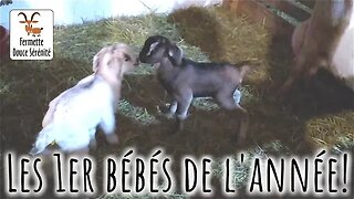 🐐 Les 1er bébés chèvre de 2023! 😍 #297