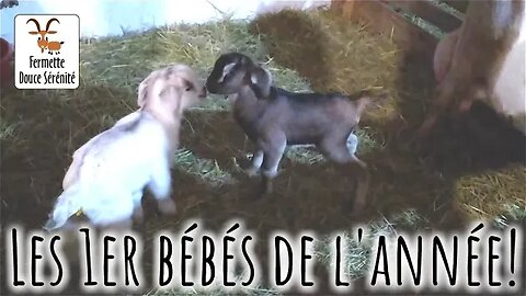 🐐 Les 1er bébés chèvre de 2023! 😍 #297